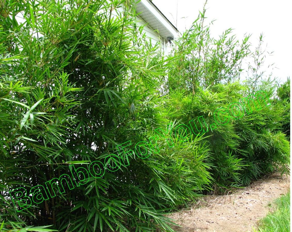 Anyone seen Bamboo plants for sale? (Charlotte, Huntersville prices